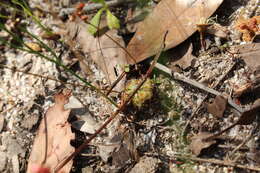 Image of Drosera platystigma Lehm.