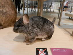 Image of Long-tailed Chinchilla