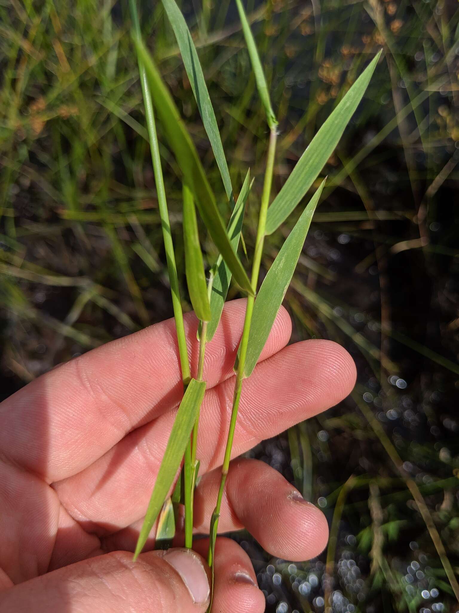 Panicum acuminatum var. densiflorum (E. L. Rand & Redfield) Lelong的圖片