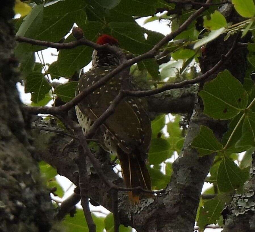 Image of Green-backed Woodpecker