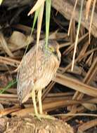 Image of Nycticorax caledonicus australasiae (Vieillot 1823)