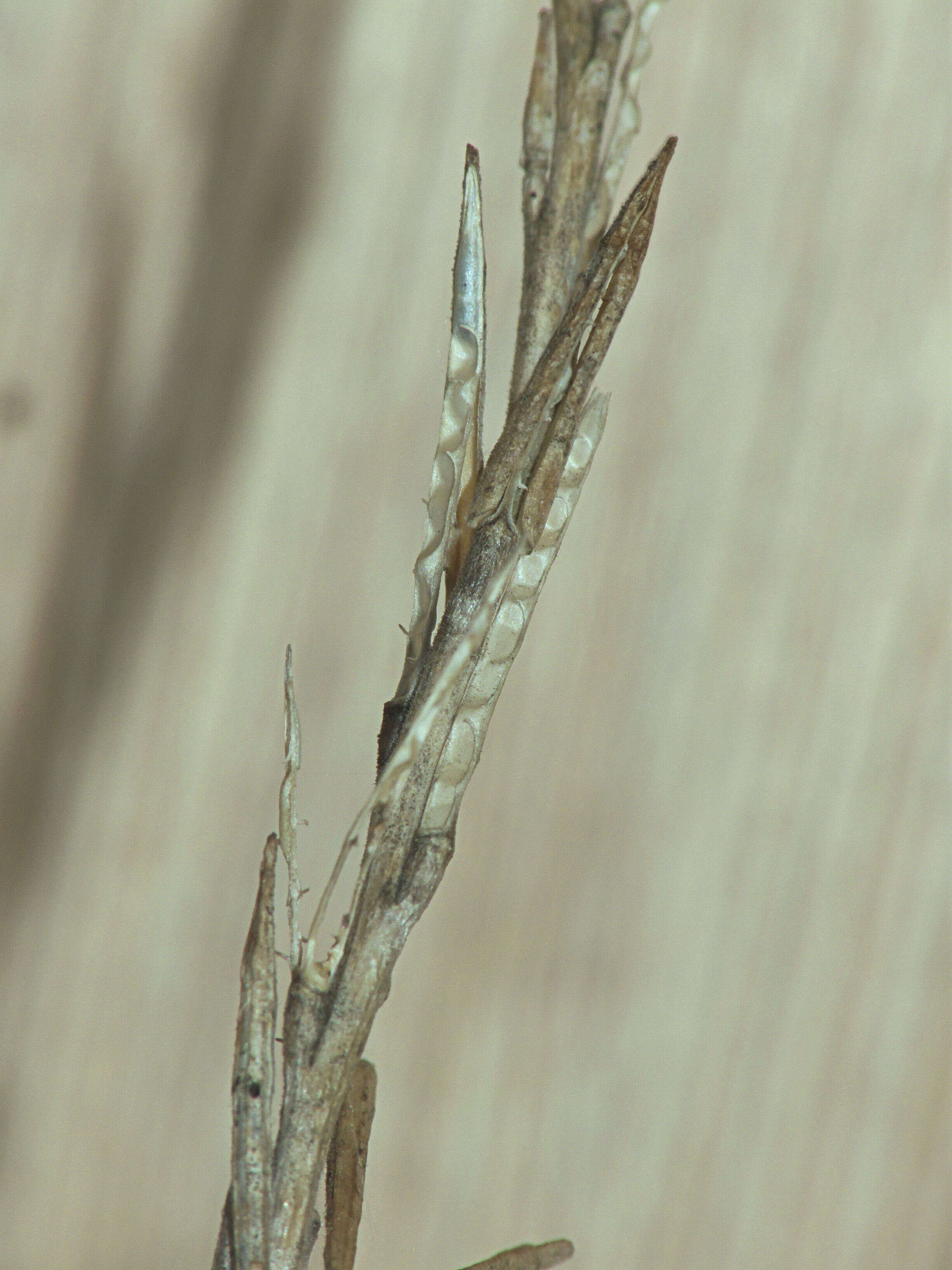 Imagem de Sisymbrium officinale (L.) Scop.