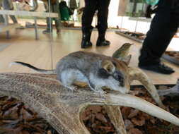 Image of European Garden Dormouse