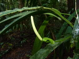 Image of Anthurium bakeri Hook. fil.