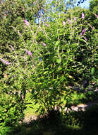 Image of butterfly-bush