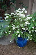 Image of Ozothamnus diosmifolius (Vent.) DC.