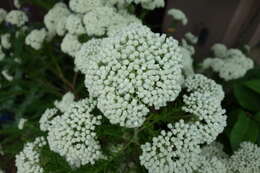 Image of Ozothamnus diosmifolius (Vent.) DC.