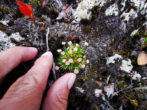 Image of Paepalanthus karstenii Ruhland