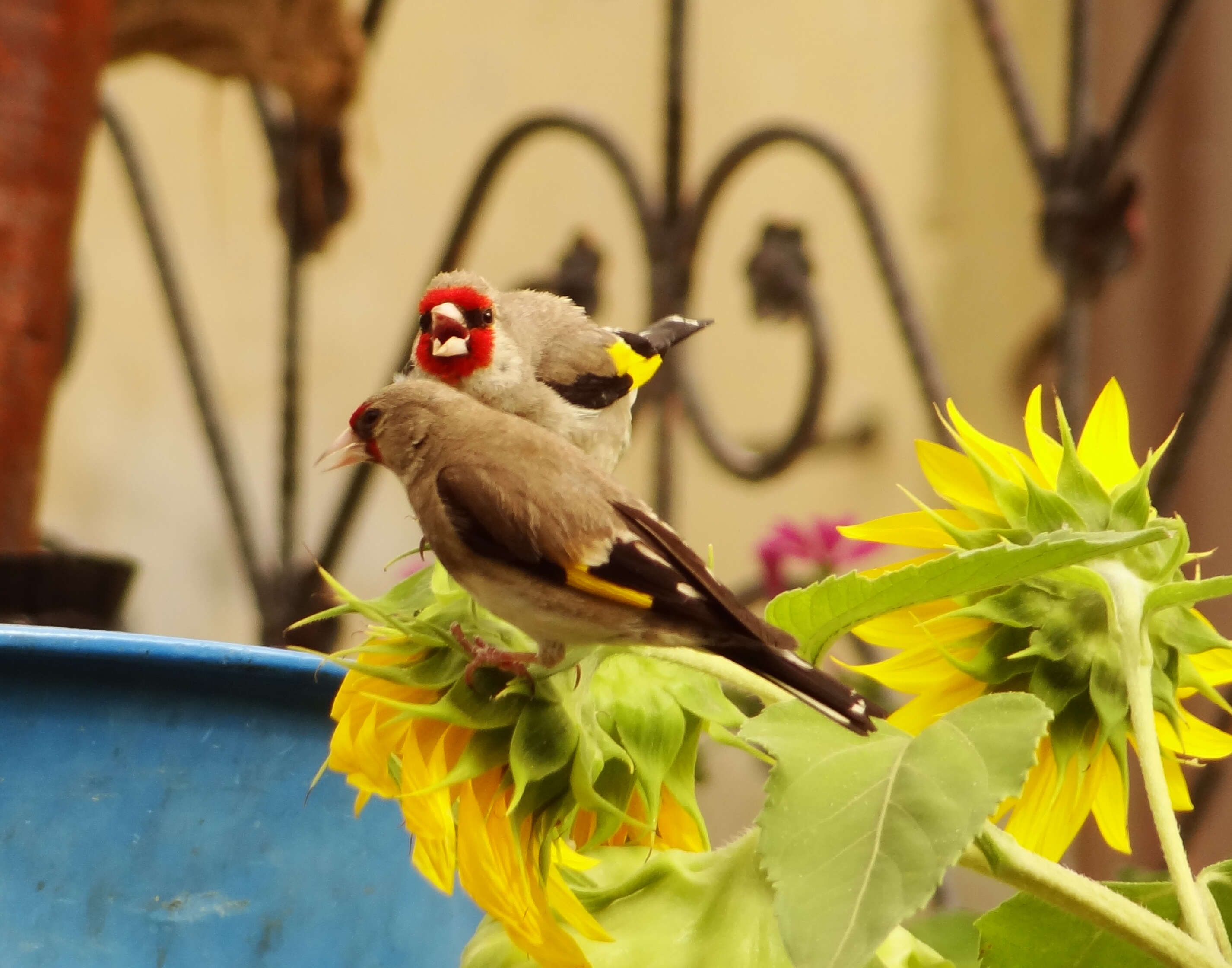 Image of European Goldfinch