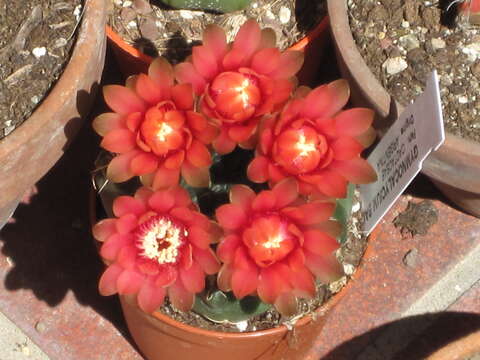 Image of Gymnocalycium baldianum (Speg.) Speg.