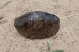 Image of Keeled Musk Turtle