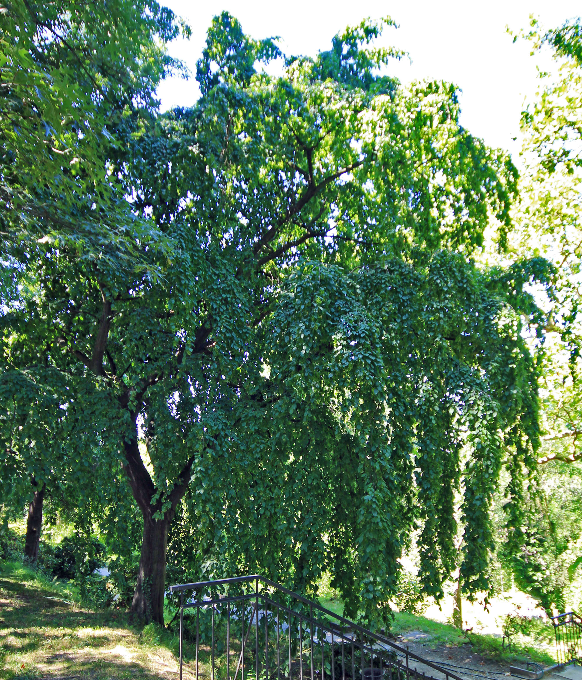 Image of European hornbeam