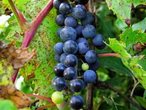 Image of River-Bank Grape