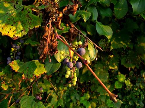 Image of River-Bank Grape