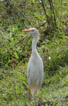 Image of Snowy Egret