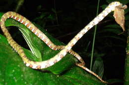 Image of Argus Snail Sucker