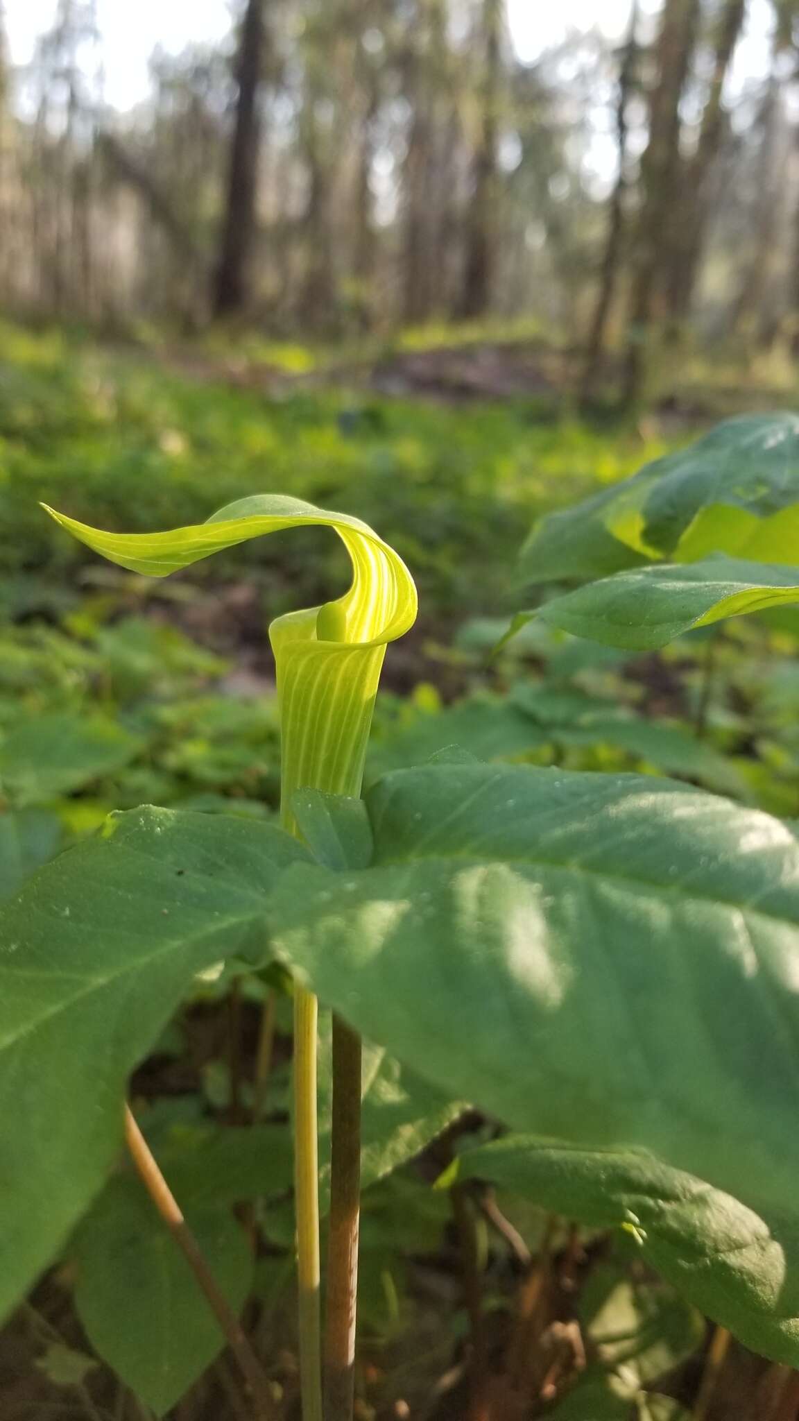 Слика од Arisaema triphyllum (L.) Schott