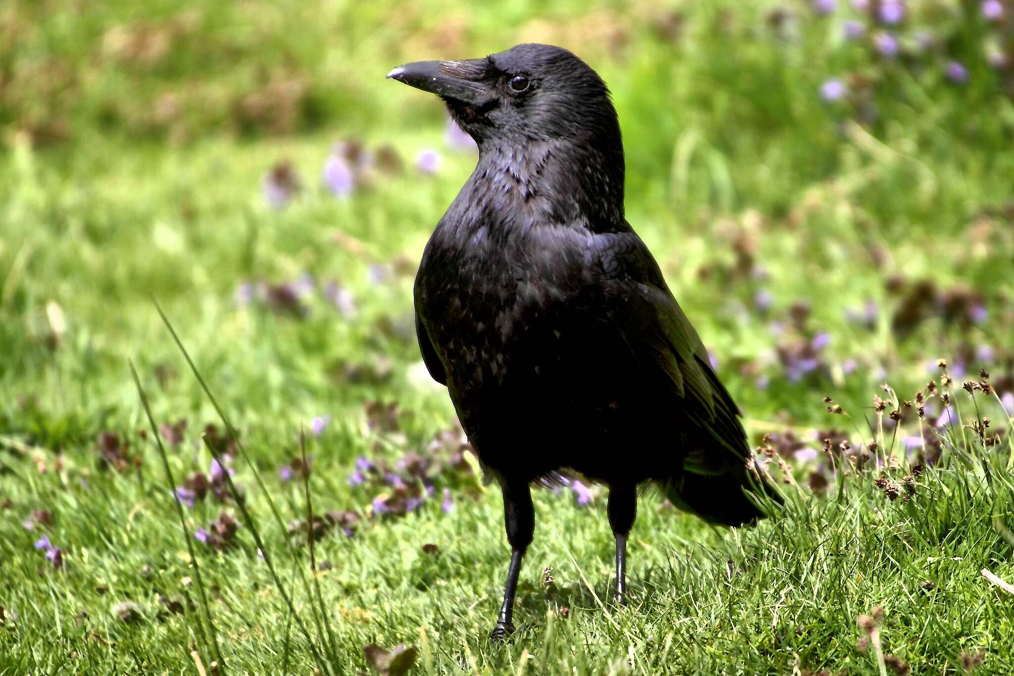 Image of Carrion Crow