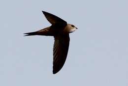 Image of Pallid Swift