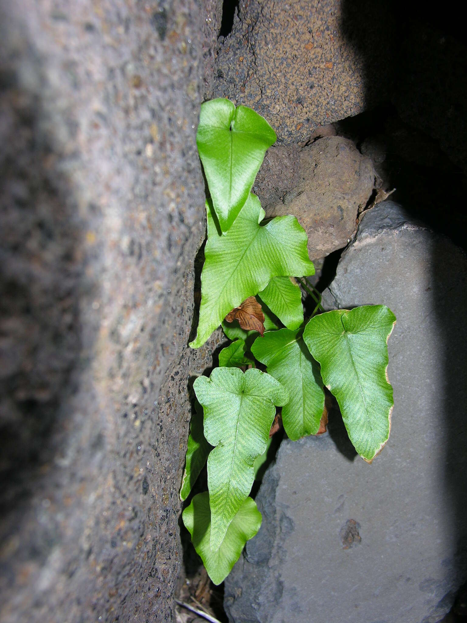 Plancia ëd Asplenium hemionitis L.