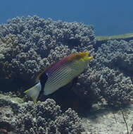 Bodianus loxozonus (Snyder 1908) resmi