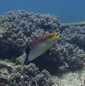 Bodianus loxozonus (Snyder 1908) resmi