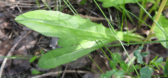 Image of bristly hawkbit