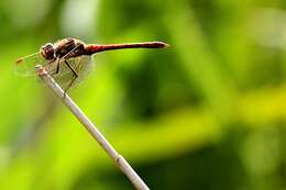 Image of Common Darter