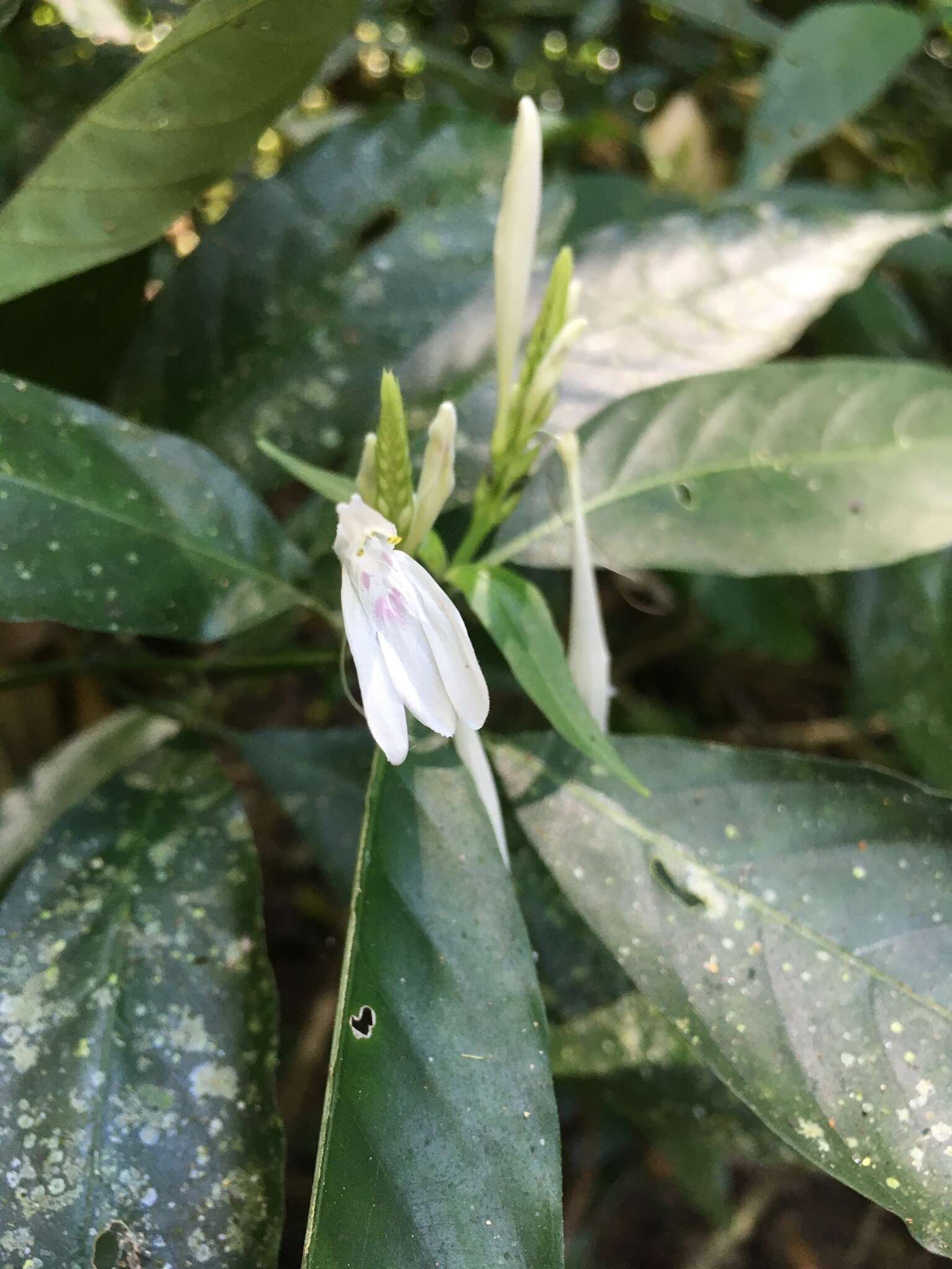 Image of Justicia urophylla (Lindau) D. N. Gibson