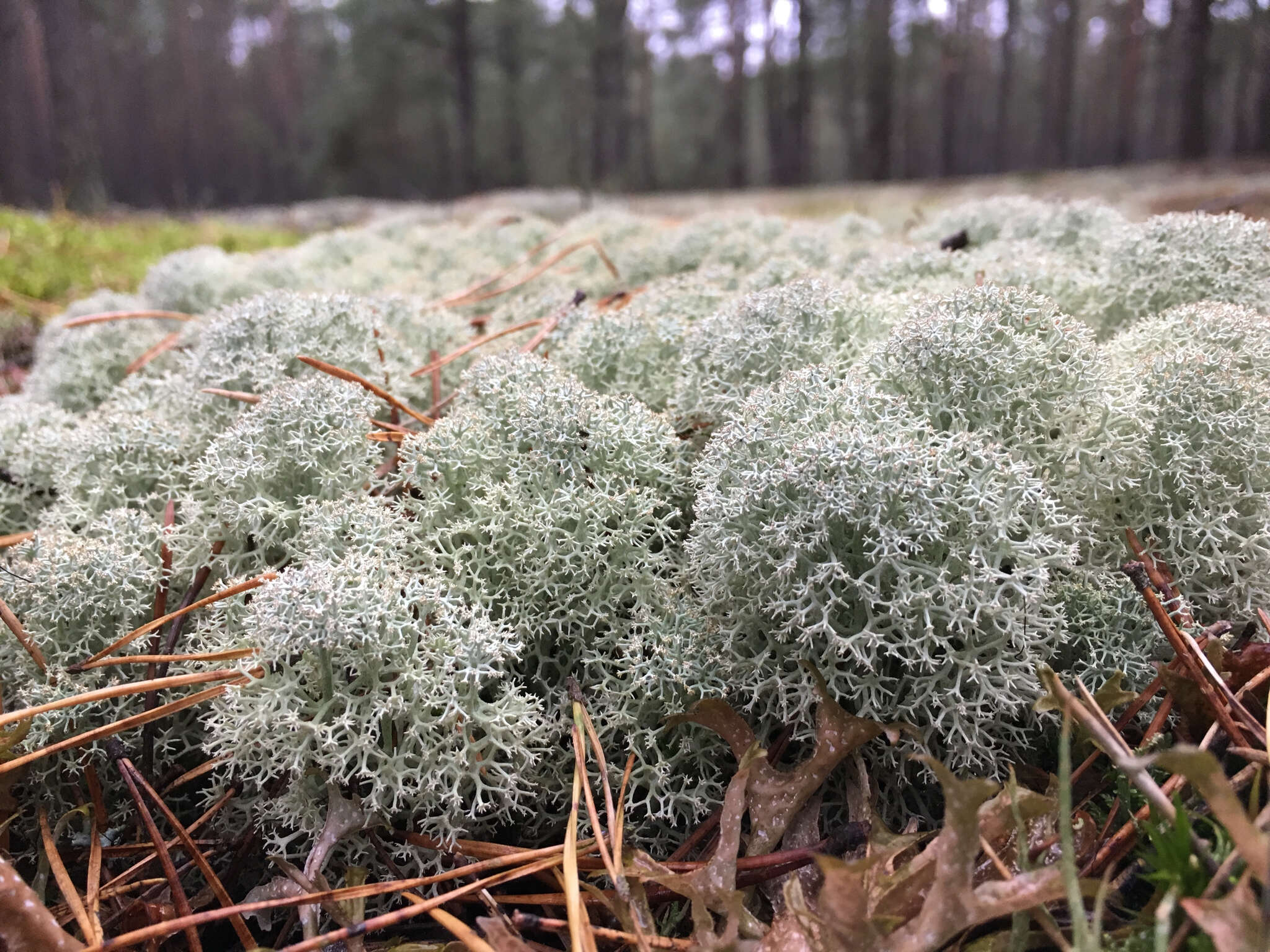 Image of star reindeer lichen