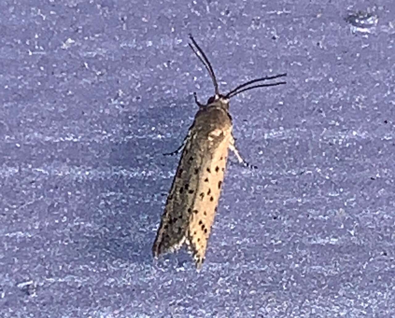 Image of Mimosa Webworm Moth