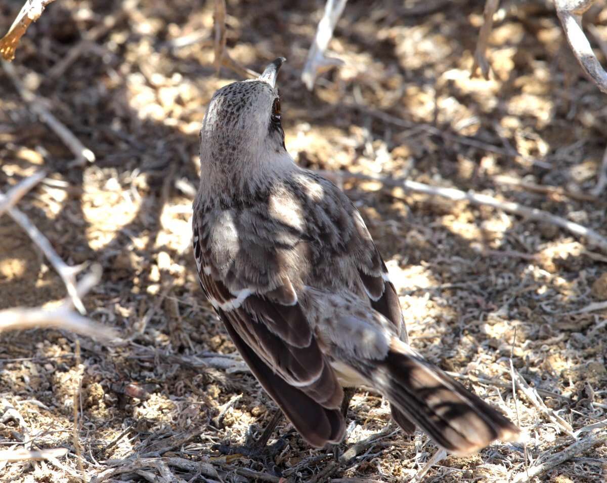 Image of San Cristobal Mockingbird