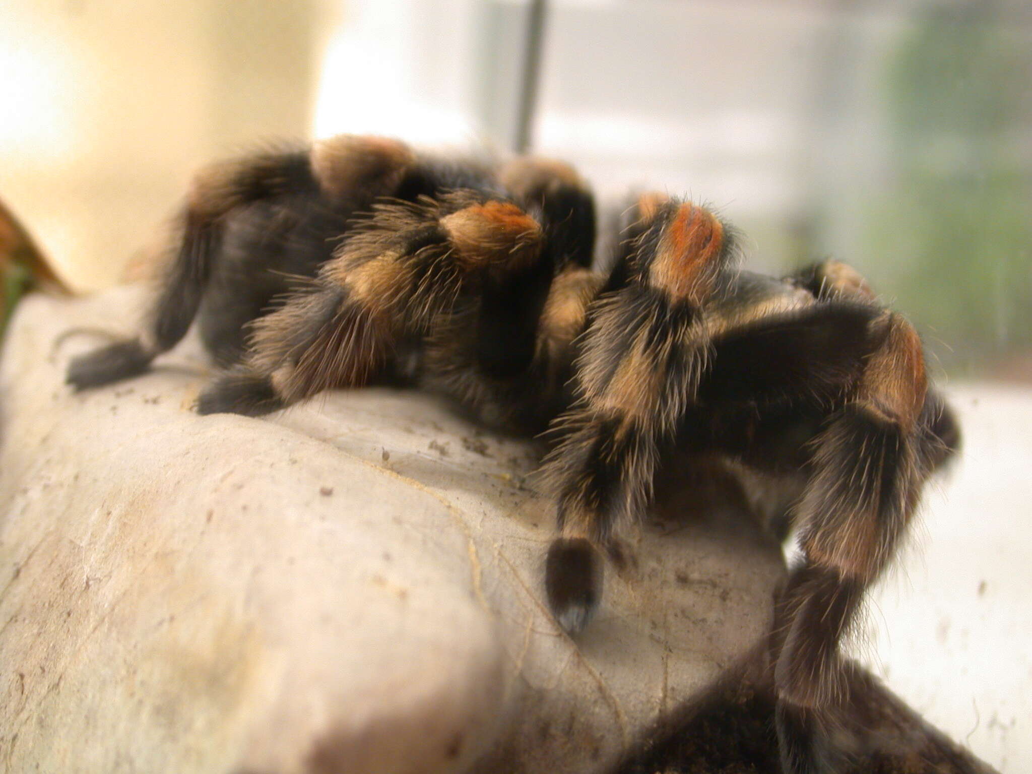 Image of Mexican Red Knee Tarantula