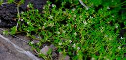 Image of Crassula gemmifera H. C. Friedrich