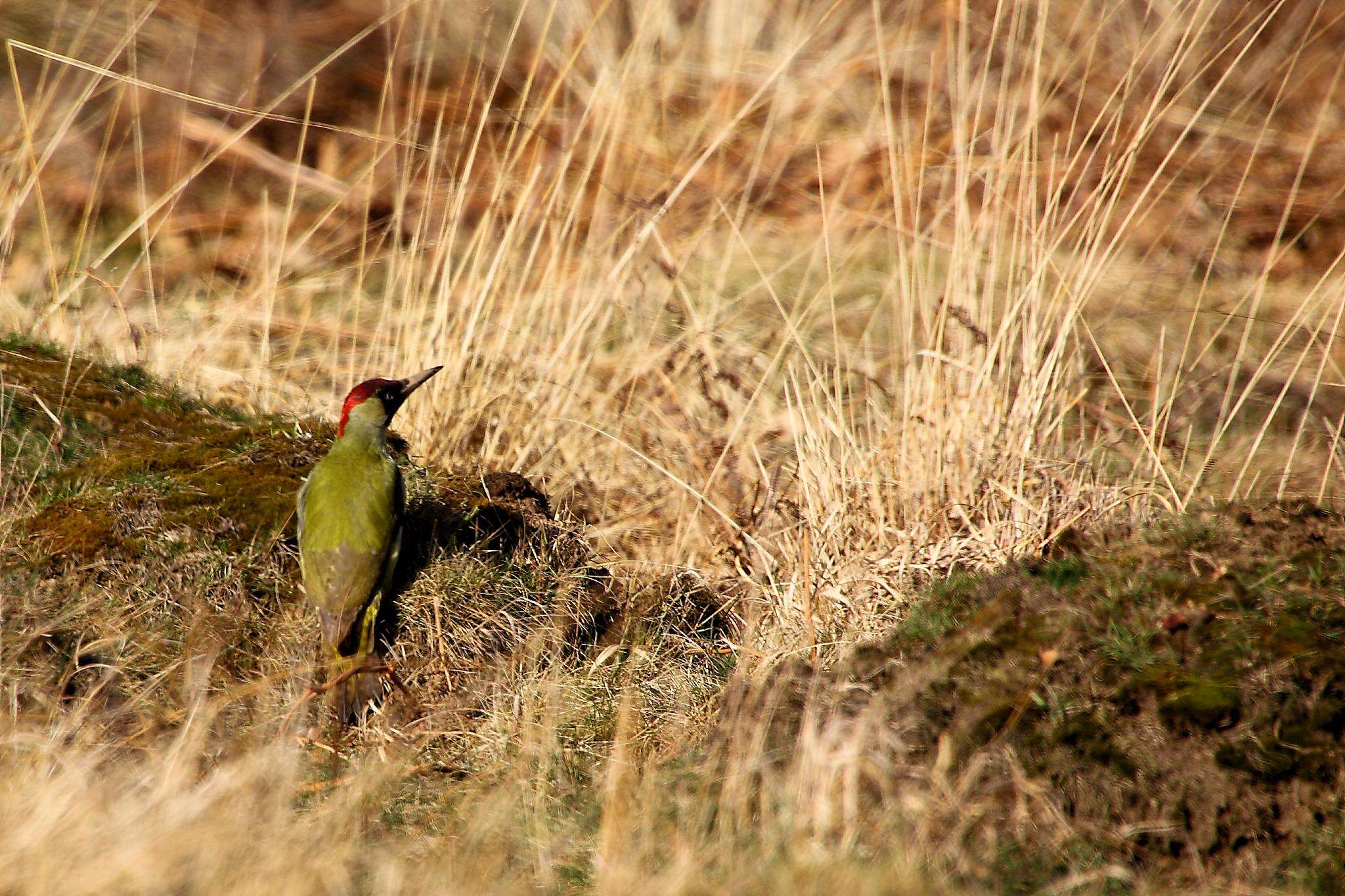 Image of Eurasian Green Woodpecker