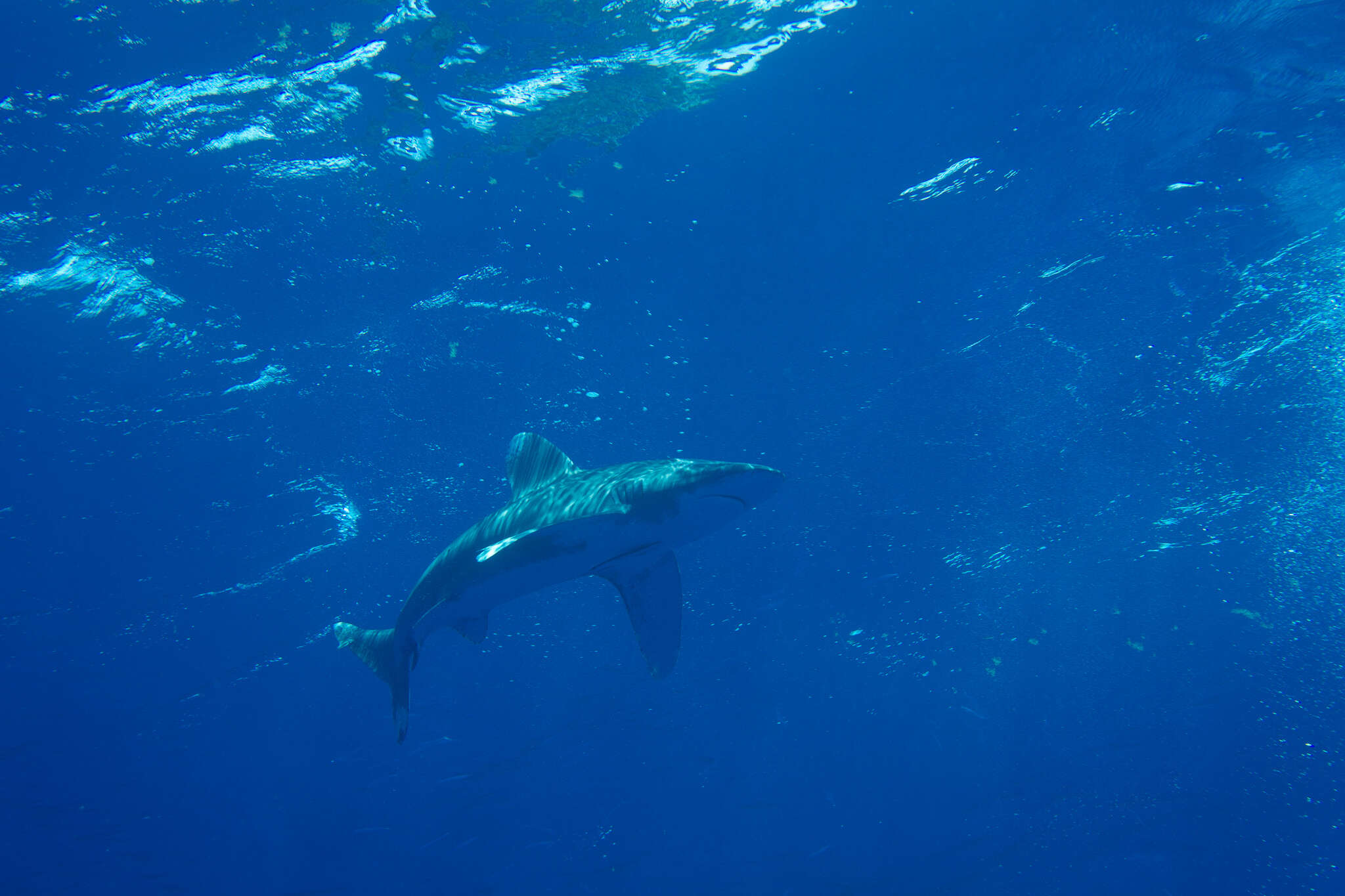 Image of Oceanic Whitetip Shark