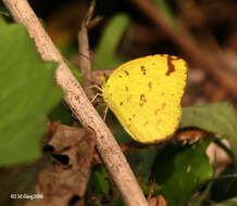 Image de Eurema blanda (Boisduval 1836)