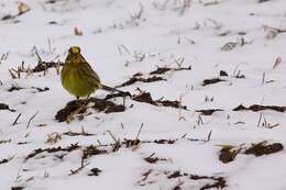 Image of Yellowhammer