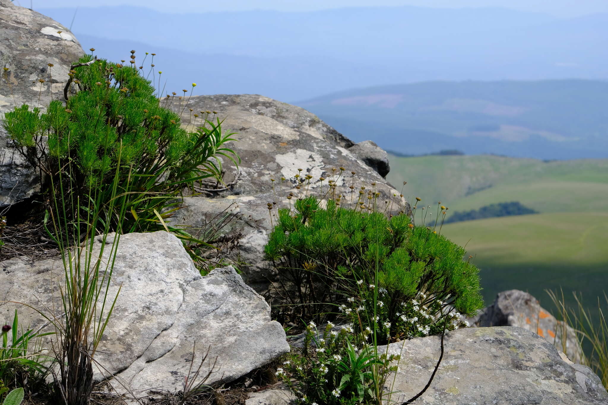 Imagem de Euryops pedunculatus N. E. Br.