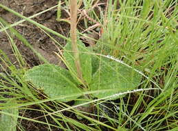 Image of Helichrysum nudifolium var. pilosellum (L. fil.) H. Beentje