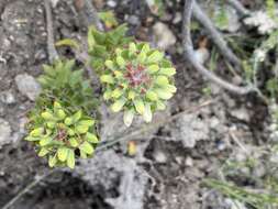 Image of Gnidia ornata (Meissn.) Gilg