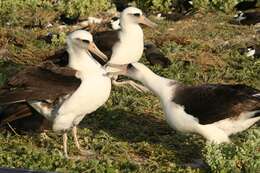 Image of Laysan Albatross