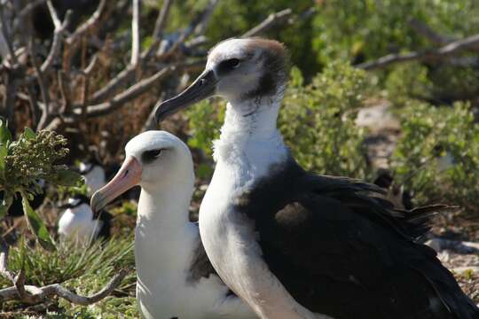 Image of Laysan Albatross