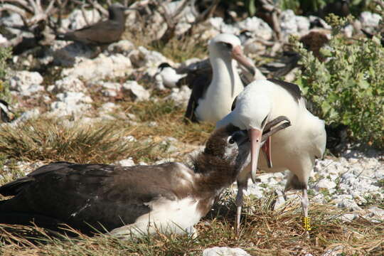 Image of Laysan Albatross