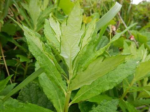 Image of coastal wormwood