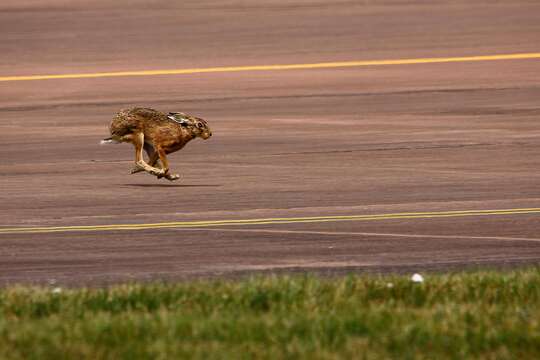 Image of brown hare, european hare