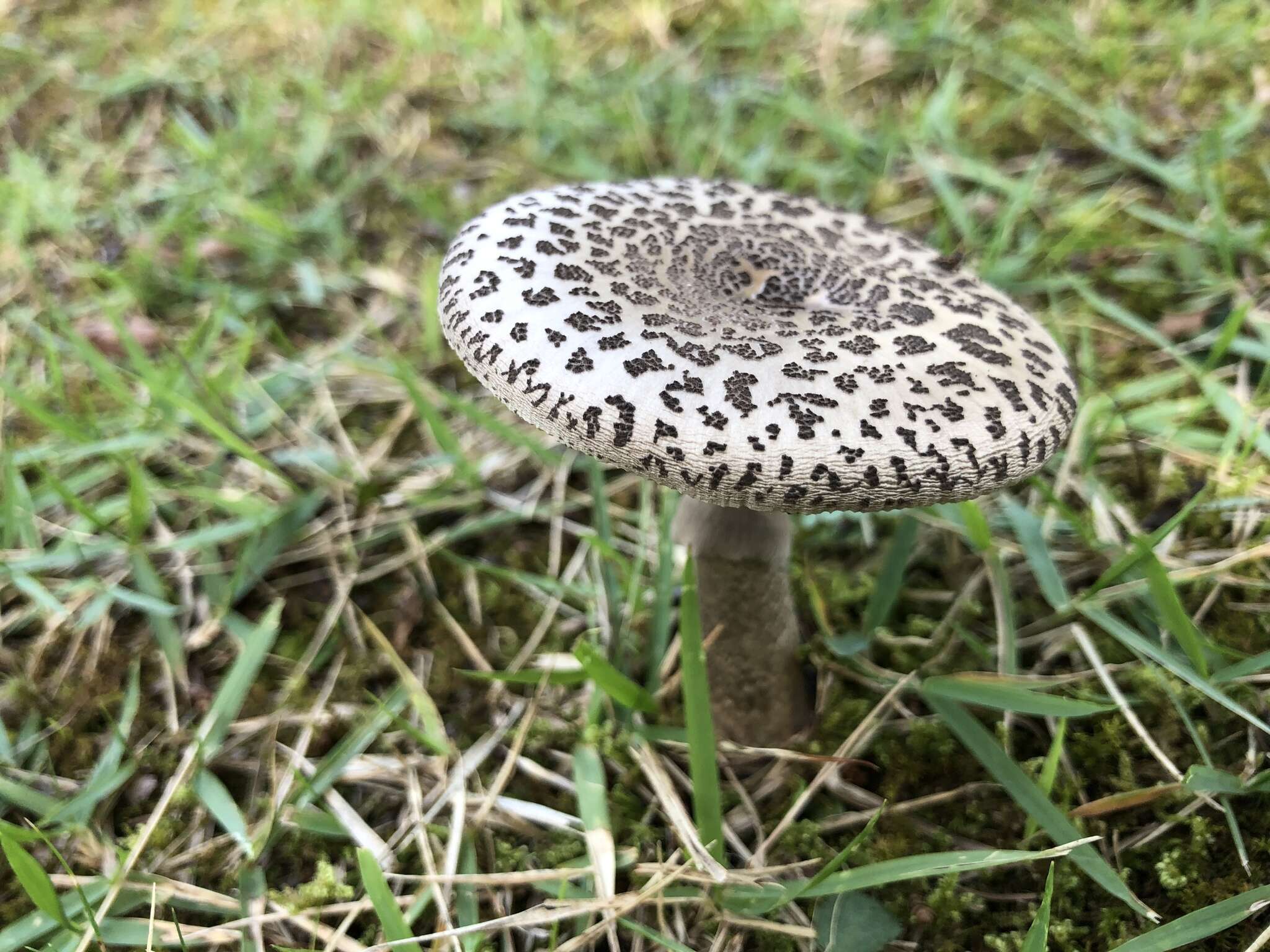 Image of Amanita spissacea S. Imai 1933