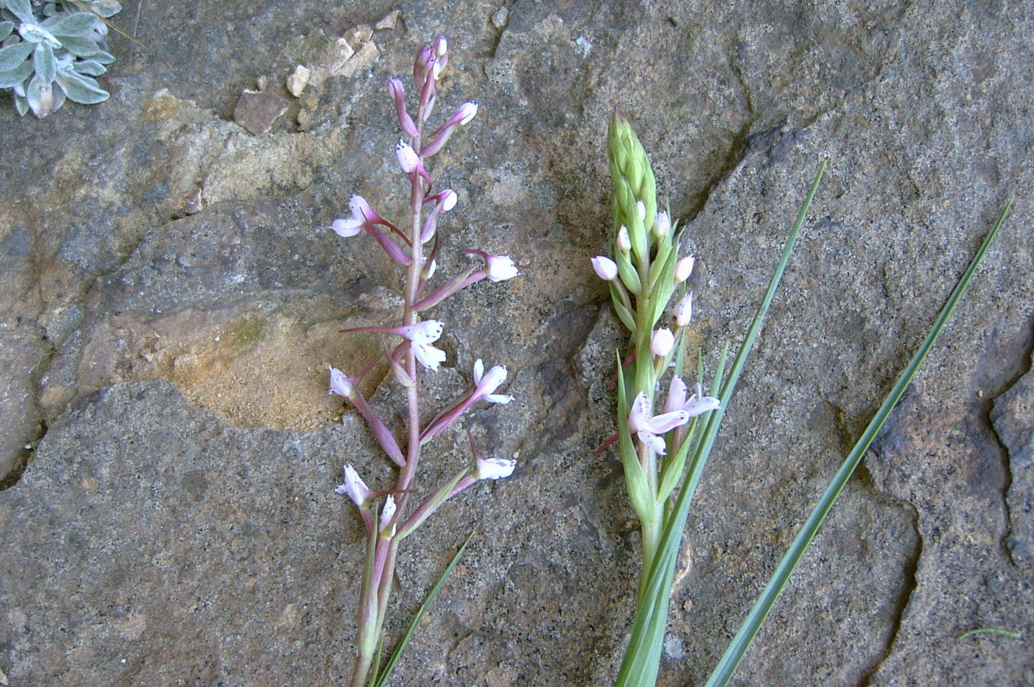 صورة Disa oreophila subsp. oreophila