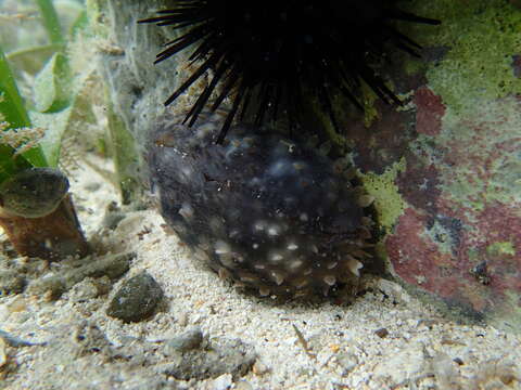 Image of measled cowrie