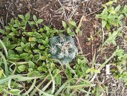 Image of Coryphantha ottonis (Pfeiff.) Lem.